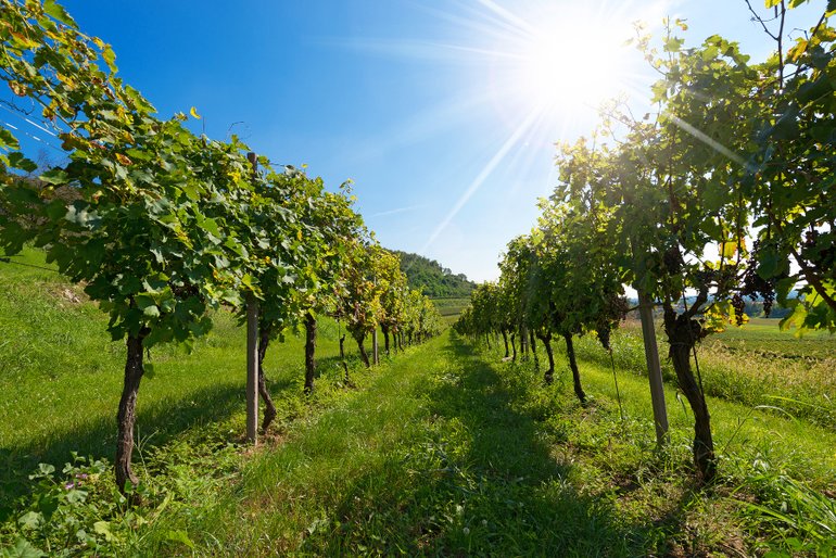 Organic Vineyards in Valpolicella, Veneto,Italy