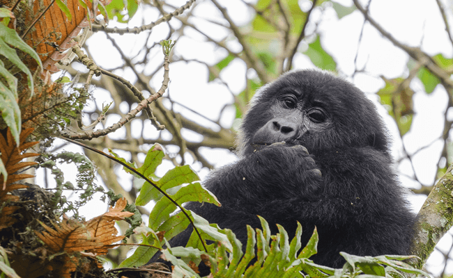 Gorilla In Bwindi Forest Uganda