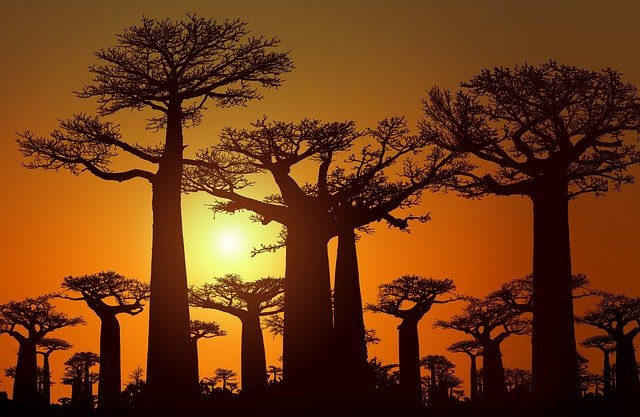 The 5 Tourist Attractions in Madagascar