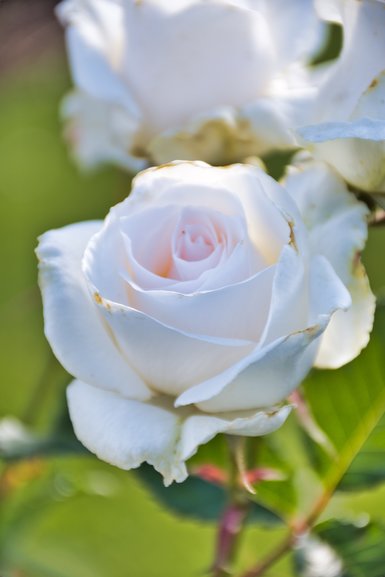 Flowers are great for showing off shallow depth