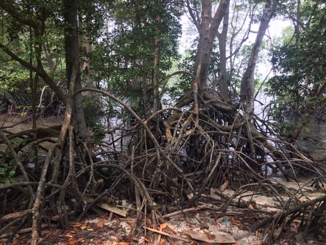 Mangrove swamp at Chek Jawa Wetlands, Pulau Ubin, Singapore